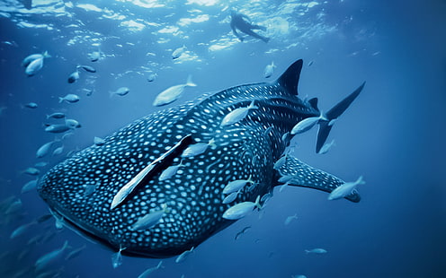 fish, animals, whale, nature, whale shark, shark, sea, underwater, HD wallpaper HD wallpaper