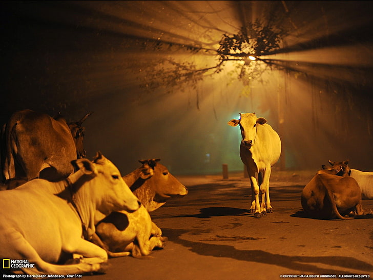 Krowy India-National Geographic Najlepsze tapety…, stado co, Tapety HD