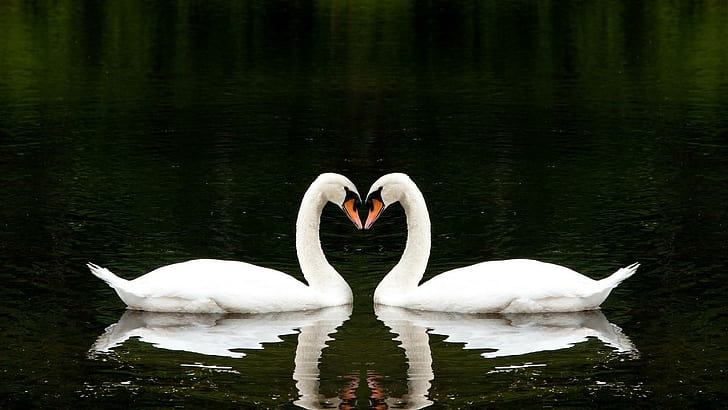 Swans Love Heart, przyroda, ptaki, łabędzie, piękno, Tapety HD