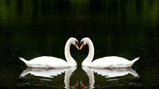 Swans Love Heart, nature, birds, swans, beauty, HD wallpaper HD wallpaper