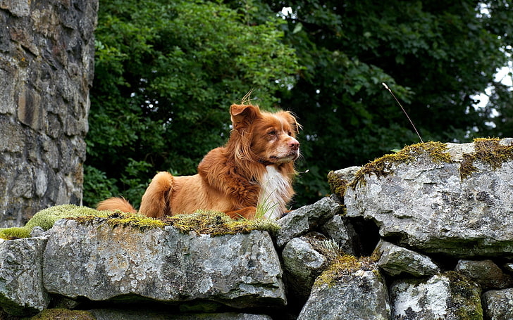 perro marrón de capa larga, perros, rocas, colinas, cachorro, Fondo de pantalla HD