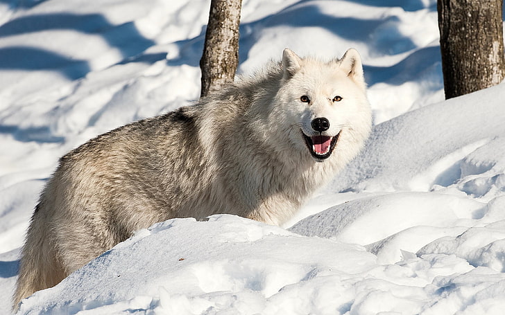serigala putih dan abu-abu, anjing, serigala, salju, musim dingin, Wallpaper HD