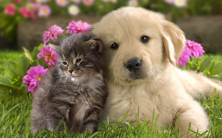 Kucing dan anjing, anak anjing, golden retriever anak kucing dan kucing kucing coklat, anak anjing, anak kucing, pasangan, anak-anak, latar belakang, rumput, bunga, Wallpaper HD