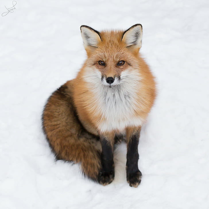 brown and white fox, red fox, red fox, Red Fox, brown, white fox, Canon 6D, 70-200mm, f/2.8, II, animal, winter, snow, mammal, fox, nature, cute, fur, canine, pets, dog, one Animal, purebred Dog, HD wallpaper
