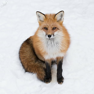 brown and white fox, red fox, red fox, Red Fox, brown, white fox, Canon 6D, 70-200mm, f/2.8, II, animal, winter, snow, mammal, fox, nature, cute, fur, canine, pets, dog, one Animal, purebred Dog, HD wallpaper HD wallpaper