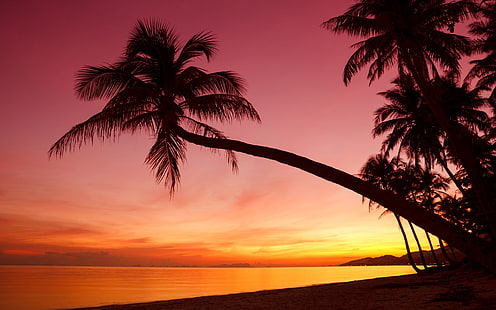 Тропически, залез, палми, силует, плаж, море, тропически, залез, палма, дървета, силует, плаж, море, HD тапет HD wallpaper