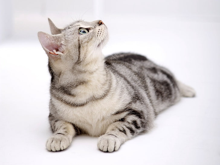 gray bullseye cat, cat, look, lying, HD wallpaper