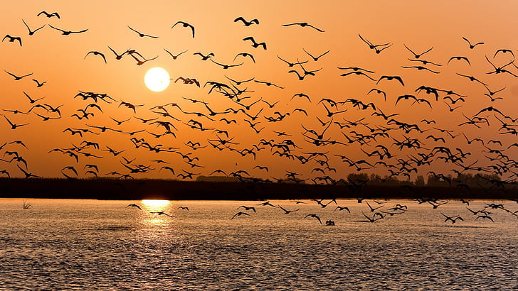 Solnedgångfåglar, fågelflock under solnedgången, damm, horisont, gryning, Solnedgång, flock, Fåglar, himmel, sol, HD tapet