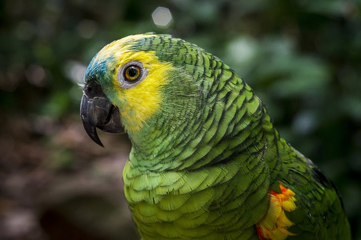 Birds, Parrot, Amazon Parrot, Bird, Blue-Fronted Amazon, Blue-Fronted Parrot, Bokeh, Cute, Macro, HD wallpaper
