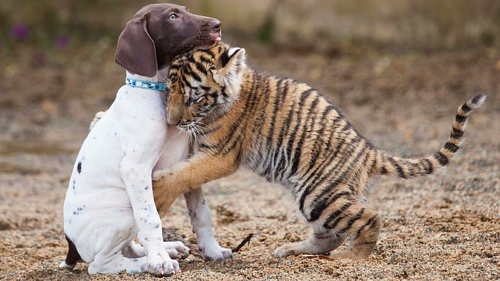 carino, cucciolo, cane, animale, tigre, cucciolo, abbraccio, natura, barba, Sfondo HD