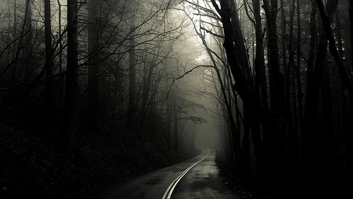 forest road fog 1600x900  Nature Forests HD Art , forest, road, HD wallpaper