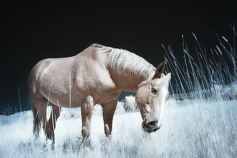 brown horse on grass field, horse, grass, photography, horses, wyoming, trial lawyers, college, TLC, caballo, infrared, IR, animal, nature, mammal, farm, outdoors, stallion, mane, pasture, rural Scene, mare, meadow, snow, winter, HD wallpaper HD wallpaper