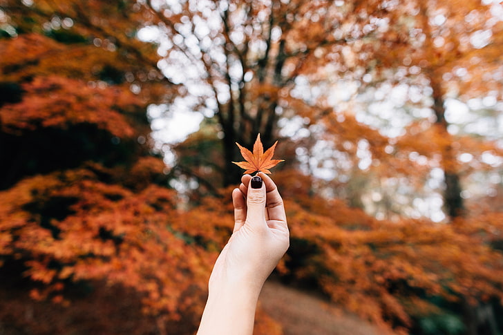 manikur hitam, maple, daun, musim gugur, tangan, Wallpaper HD