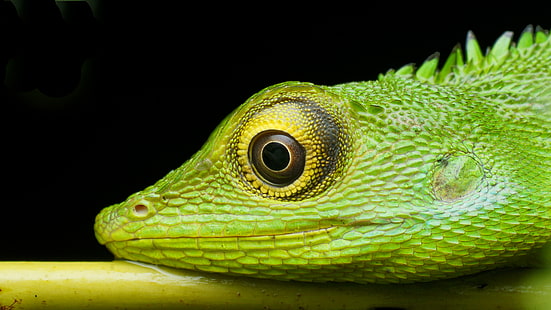 фотография крупного плана зеленого хамелеона, сидящего на ветке, рептилия, животное, природа, живая природа, ящерица, крупный план, зеленый цвет, HD обои HD wallpaper