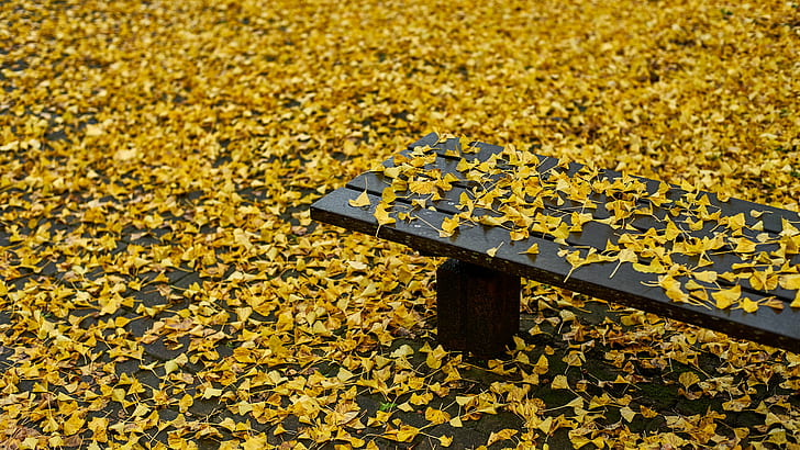 green petales on black wooden bench, After the Rain, wooden bench, None, Contax, Planar, F1.4, 銀杏, autumn, yellow, leaf, nature, outdoors, HD wallpaper