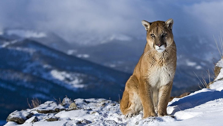 braune Löwin, Berge, Schnee, Natur, Pumas, HD-Hintergrundbild