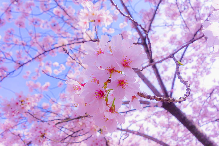 лилави листни цветя, сакура, цветя, цъфтеж, пролет, розово, HD тапет