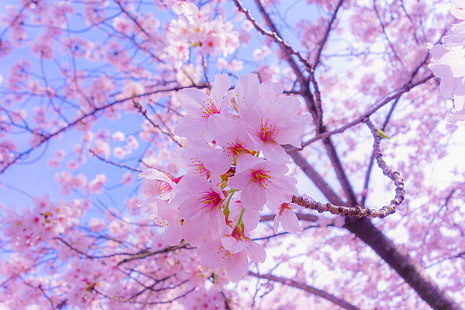 фиолетовые цветы с лепестками, сакура, цветы, цветение, весна, розовый, HD обои HD wallpaper