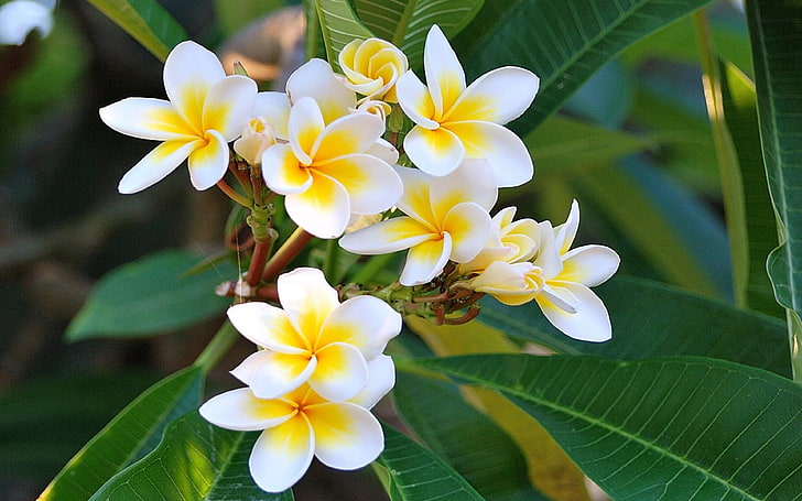 プルメリアの花と黄色の白いヒップハワイの熱帯の花3840×2400、 HDデスクトップの壁紙