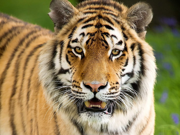 Суматранский тигр, тигр, агрессия, лицо, рот открыт, HD обои