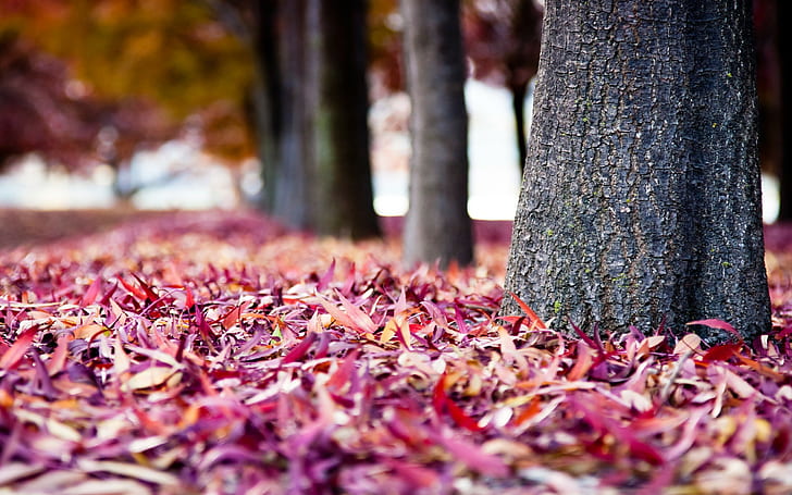 daun, daun merah, alam, jatuh, batang pohon, Wallpaper HD