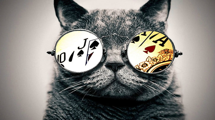 black and grey cat, cat, glasses, aces, HD wallpaper