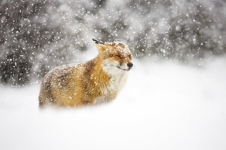 Winter, Schnee, Fuchs, HD-Hintergrundbild