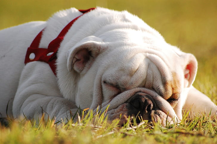 stay, sleep, dog, English bulldog, HD wallpaper