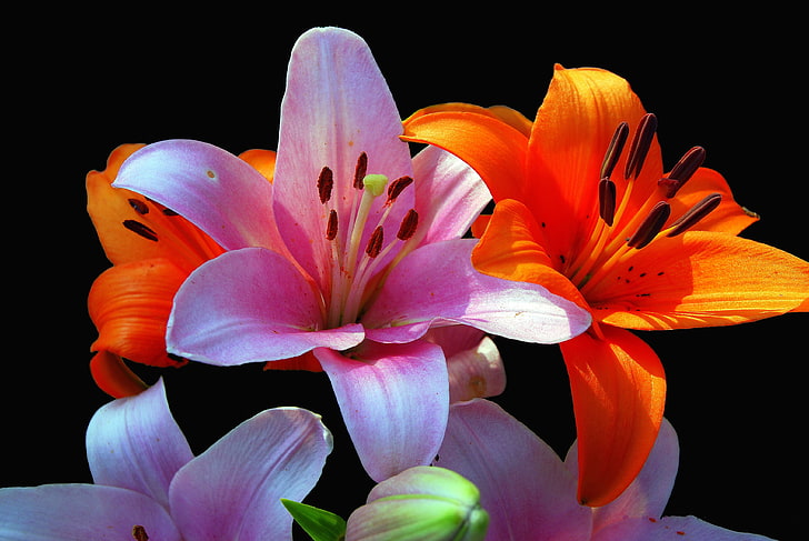 زهور الزنبق ، الزنابق ، 4K، خلفية HD