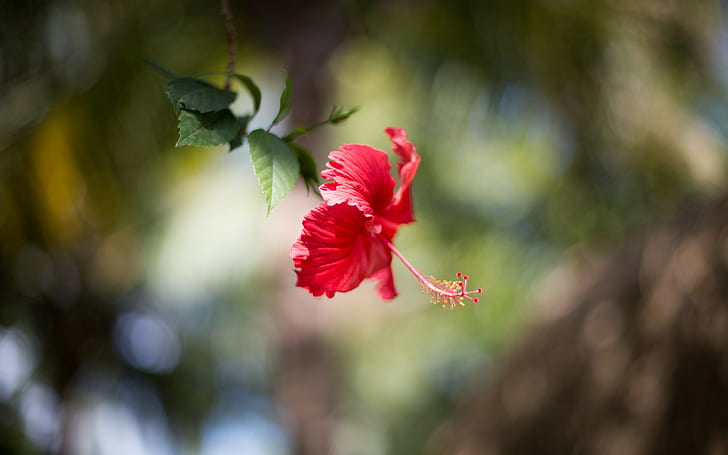 natur makro blommor bokeh suddig hibiskus, HD tapet