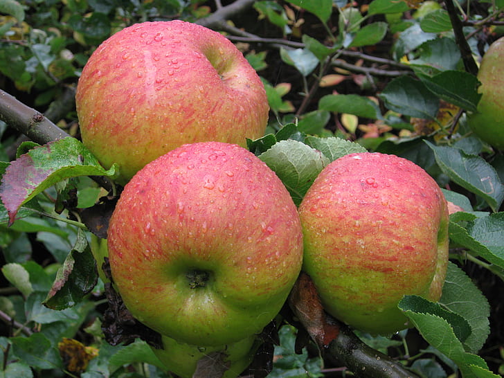 trzy czerwone i zielone jabłka na drzewie, jeżyn, jeżyn, jabłka, Bramley, Sadzonka, czerwone, drzewo, North Lincolnshire, jesień, angielskie, produkty ekologiczne, jabłka do gotowania, owoce, żywność, natura, świeżość, dojrzałe, jabłko - owoce, rolnictwo , organiczny, sad, liść, lato, zdrowe odżywianie, Tapety HD