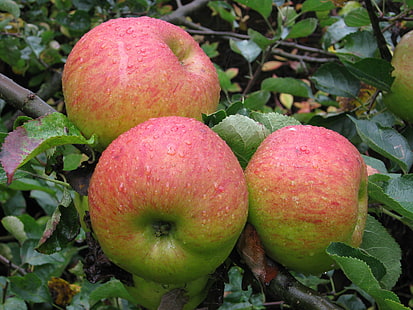 trzy czerwone i zielone jabłka na drzewie, jeżyn, jeżyn, jabłka, Bramley, Sadzonka, czerwone, drzewo, North Lincolnshire, jesień, angielskie, produkty ekologiczne, jabłka do gotowania, owoce, żywność, natura, świeżość, dojrzałe, jabłko - owoce, rolnictwo , organiczny, sad, liść, lato, zdrowe odżywianie, Tapety HD HD wallpaper