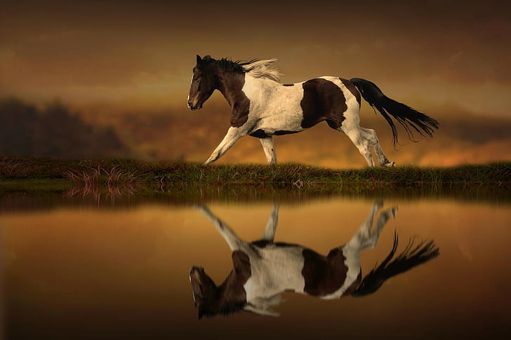 Horse reflection, white and brown stallion, horse, beg, reflection, HD wallpaper