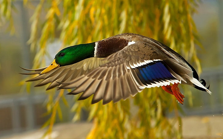 ilustracja kaczka krzyżówka, dzika kaczka, latająca, kolorowa, ptak, Tapety HD