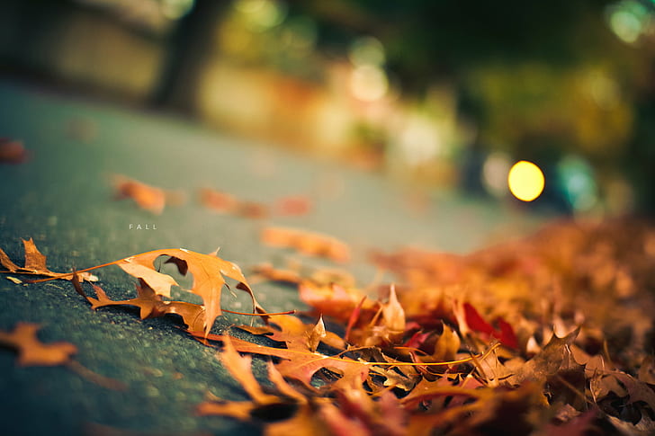 乾燥葉のフォーカス写真、フォーカス、写真、乾燥、葉、秋、秋、季節、涼しい、天気、道路、ボケ、シグマ、30mm、キヤノン、1000d、秋、黄色、自然、金色、オレンジ色、屋外、10月、マルチカラー、森、木、赤、背景、 HDデスクトップの壁紙