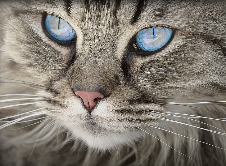 silver maine coon cat, cat, face, blue eyes, fluffy, HD wallpaper