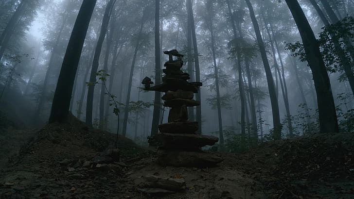 Wald, Bäume, Buche, Nebel, Dämmerung, Steine, Natur, HD-Hintergrundbild