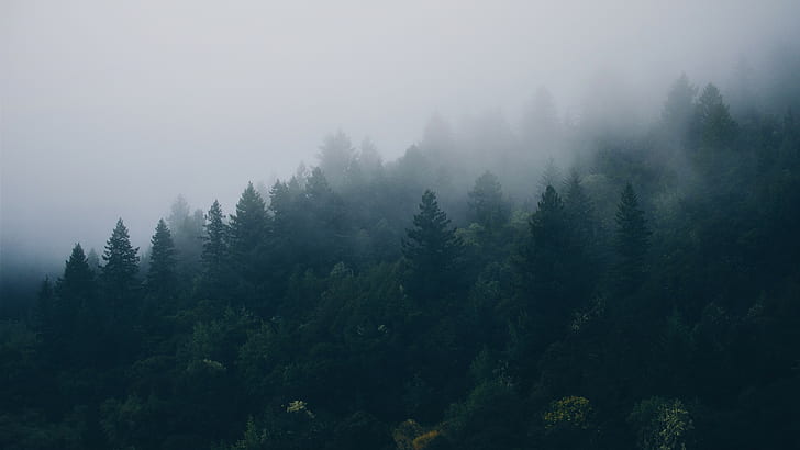 лес, туман, природа, ель, деревья, HD обои