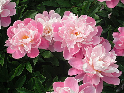 Dans la rose, pivoines roses, pivoines, foilage, blanc, rose, 3d et abstrait, Fond d'écran HD HD wallpaper