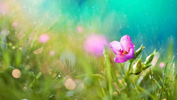 selektywna fotografia ostrości różowego kwiatu płatków w ciągu dnia, kwiaty, natura, makro, różowy, deszcz, Tapety HD