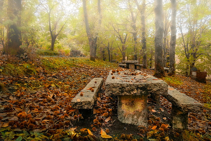 brown wooden picnic bench with brown dried leaves, lago, lago, Lago, picnic bench, brown, dried, leaves, Panasonic, Lumix, FZ, landscape, Spain, Pontevedra, Galicia, España, autumn, leaf, forest, nature, tree, outdoors, footpath, park - Man Made Space, woodland, season, HD wallpaper