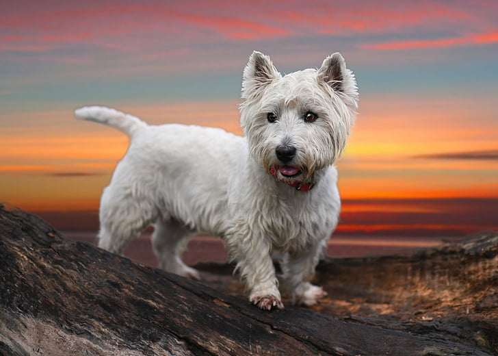 Anjing, West Highland White Terrier, Dog, Pet, Terrier, Wallpaper HD