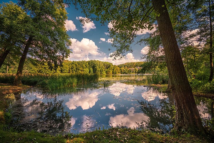 trees, lake, Park, reflection, reed, HD wallpaper