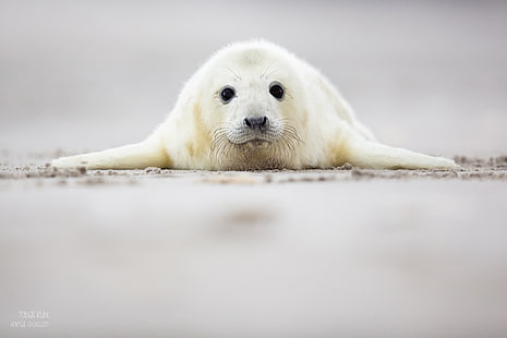 animals, seals, HD wallpaper HD wallpaper