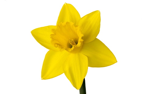 florecer, flor, aislado, narciso, primavera, fondo blanco, amarillo, Fondo de pantalla HD HD wallpaper