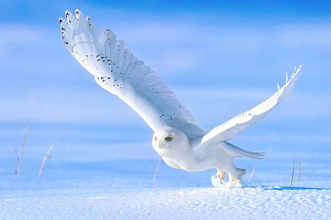 Птици, снежна сова, птица, бухал, сняг, HD тапет HD wallpaper