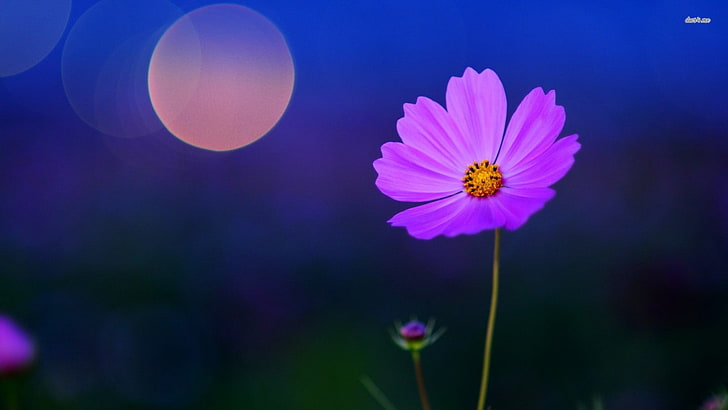 makro fioletowy kwiat, kwiaty, bokeh, różowe kwiaty, kosmos (kwiat), Tapety HD