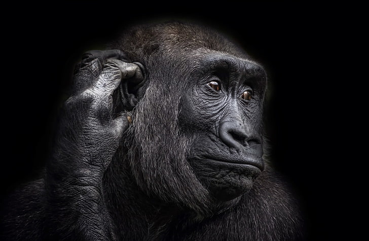 animals, apes, HD wallpaper