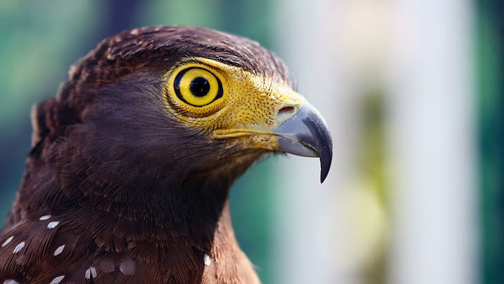 Eagle's Stare, eagle, bird of prey, hunter, beautiful, cunning, animals, HD wallpaper