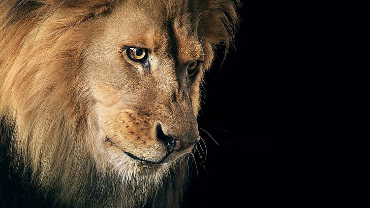 лъвско лице, котка, поглед, хищник, Лъв, грива, царят на звярите, звяр, HD тапет